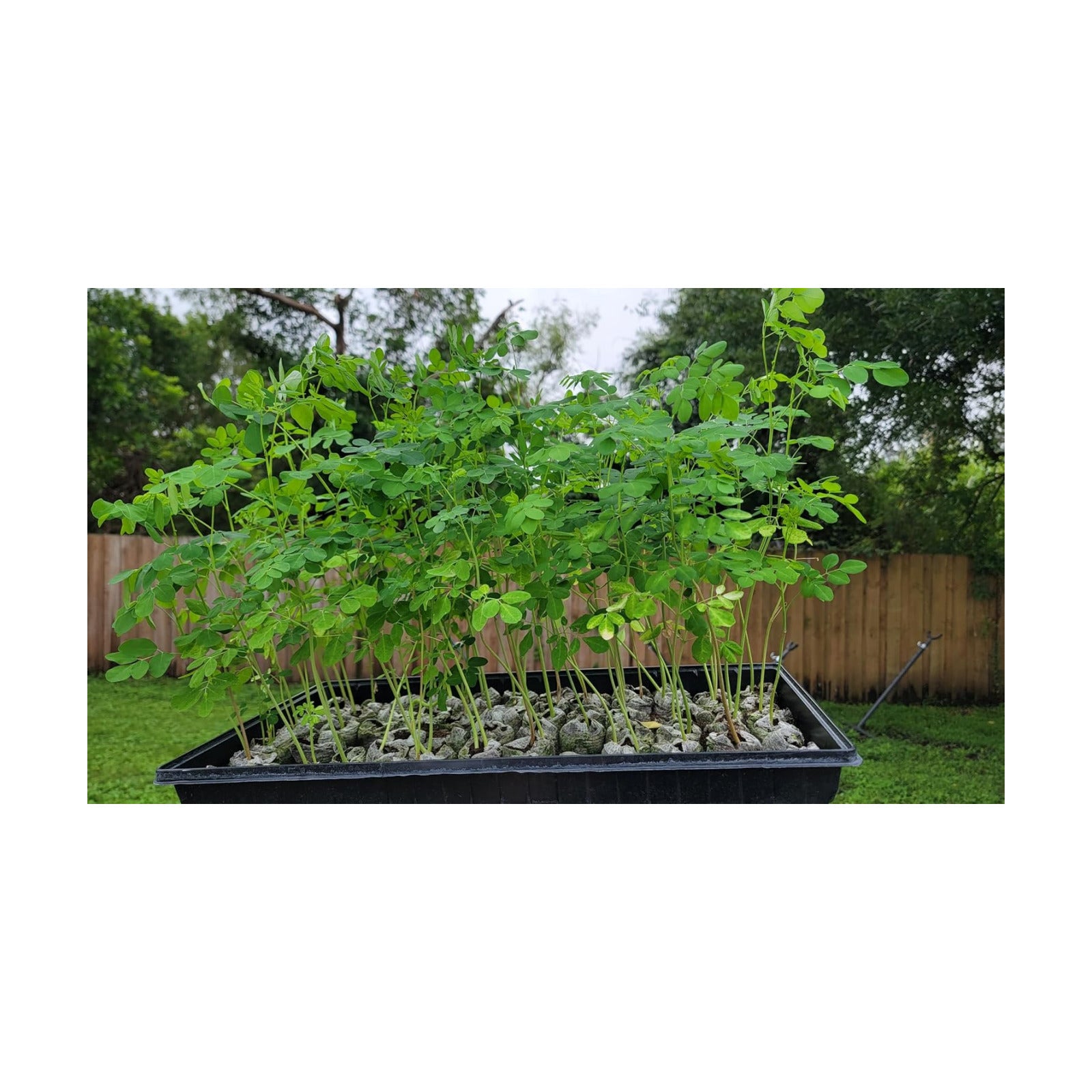 Moringa Plants 10 Moringa Trees Live Saplings - PKM1 Variety - Natural Herbs - with Free Moringa Seeds - Drumstick Tree
