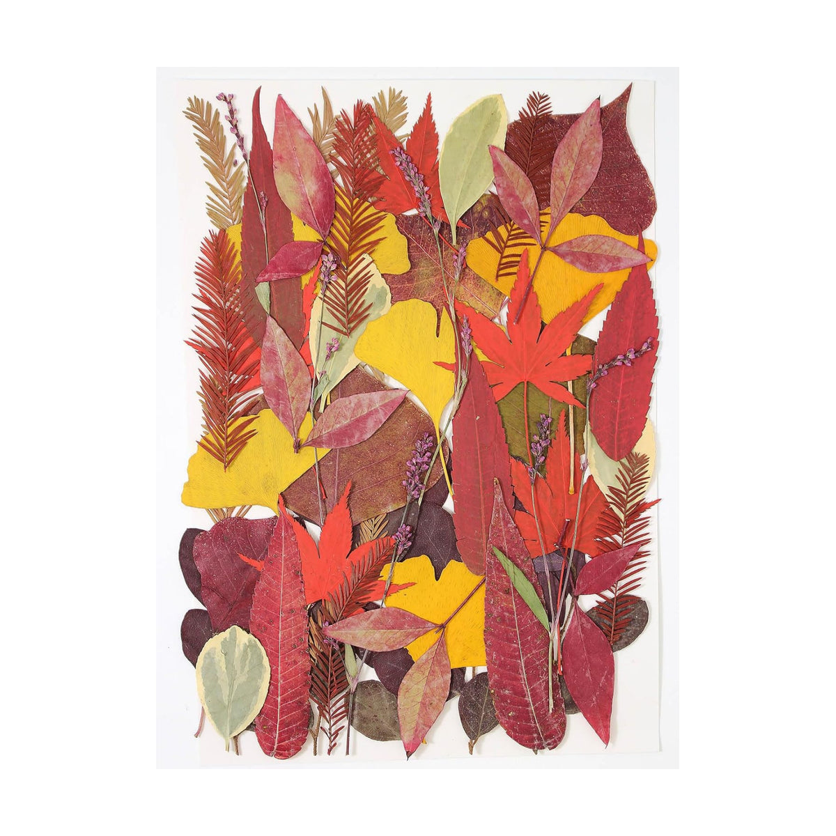 Large Bulk Fall Dried Pressed Leaves for Craft, Real Dry Natural Flower Leaf Daisy for Resin Mold, Cake Decor, Phone Cases (Autumn Leaves)