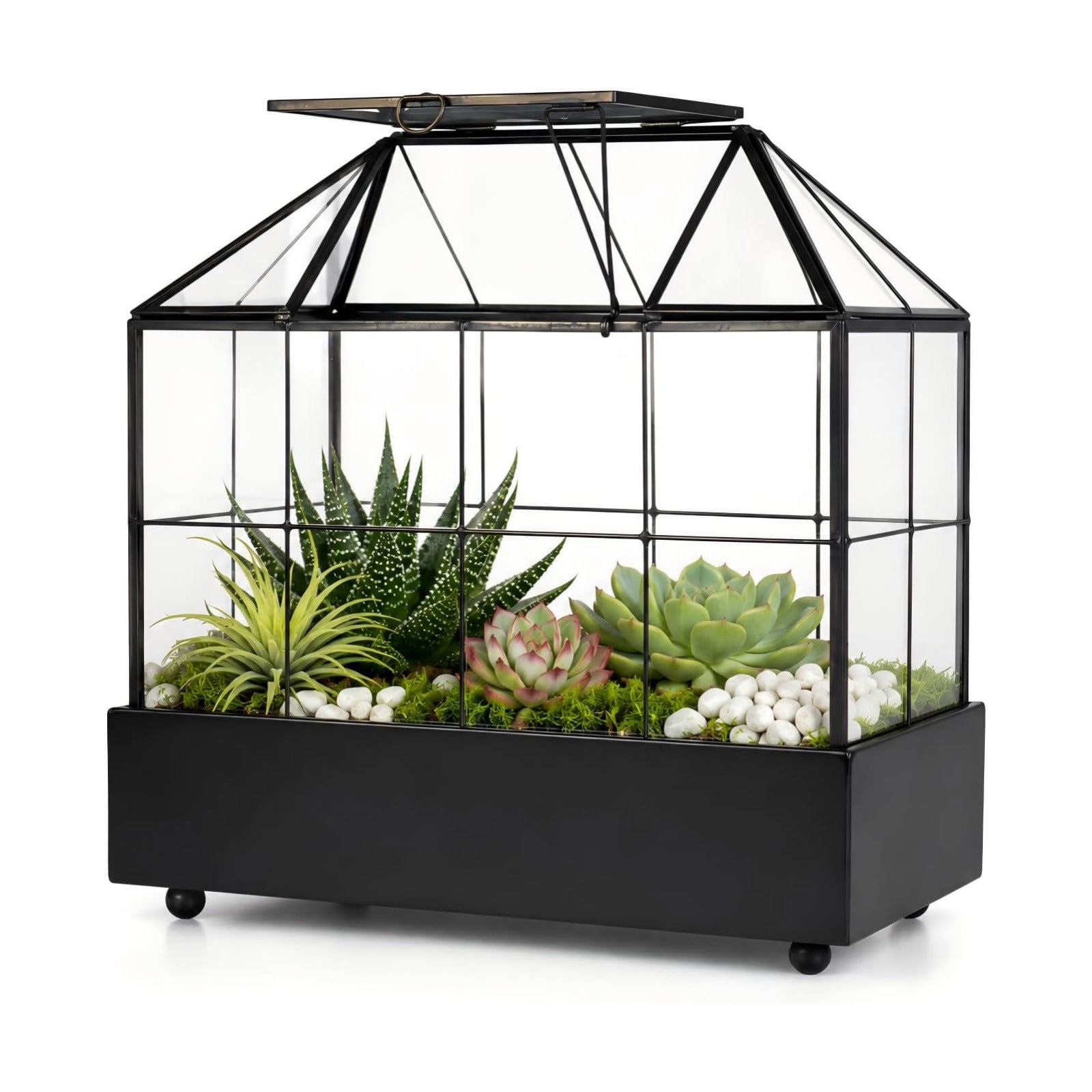 Large Tall Plant Terrarium Glass – Glass Greenhouse Terrarium with Lid and Tray,Indoor Tabletop Orchid Succulent Cacti