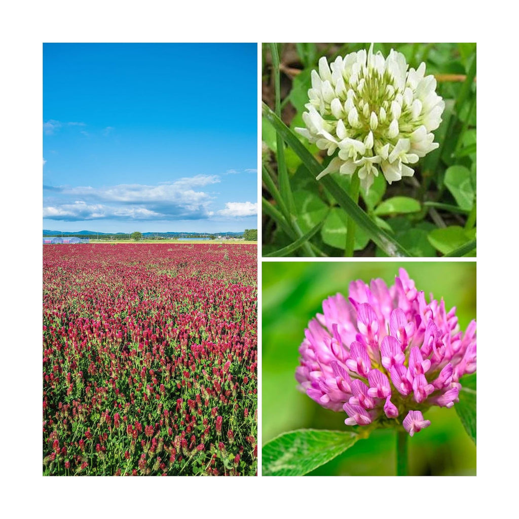 Mountain Valley Seed Co Clover Trio Seed Blend – Premium 1 Lb 179,200 Seeds | Red, White & Crimson Clover – Cover Crop