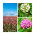 Mountain Valley Seed Co Clover Trio Seed Blend – Premium 1 Lb 179,200 Seeds | Red, White & Crimson Clover – Cover Crop