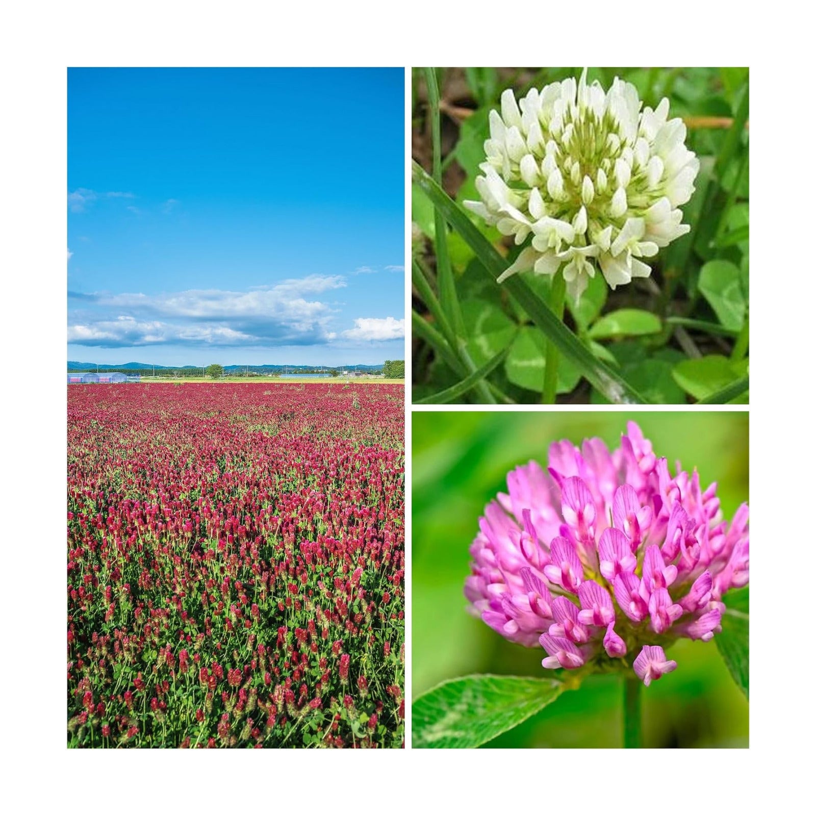 Mountain Valley Seed Co Clover Trio Seed Blend – Premium 1 Lb 179,200 Seeds | Red, White & Crimson Clover – Cover Crop