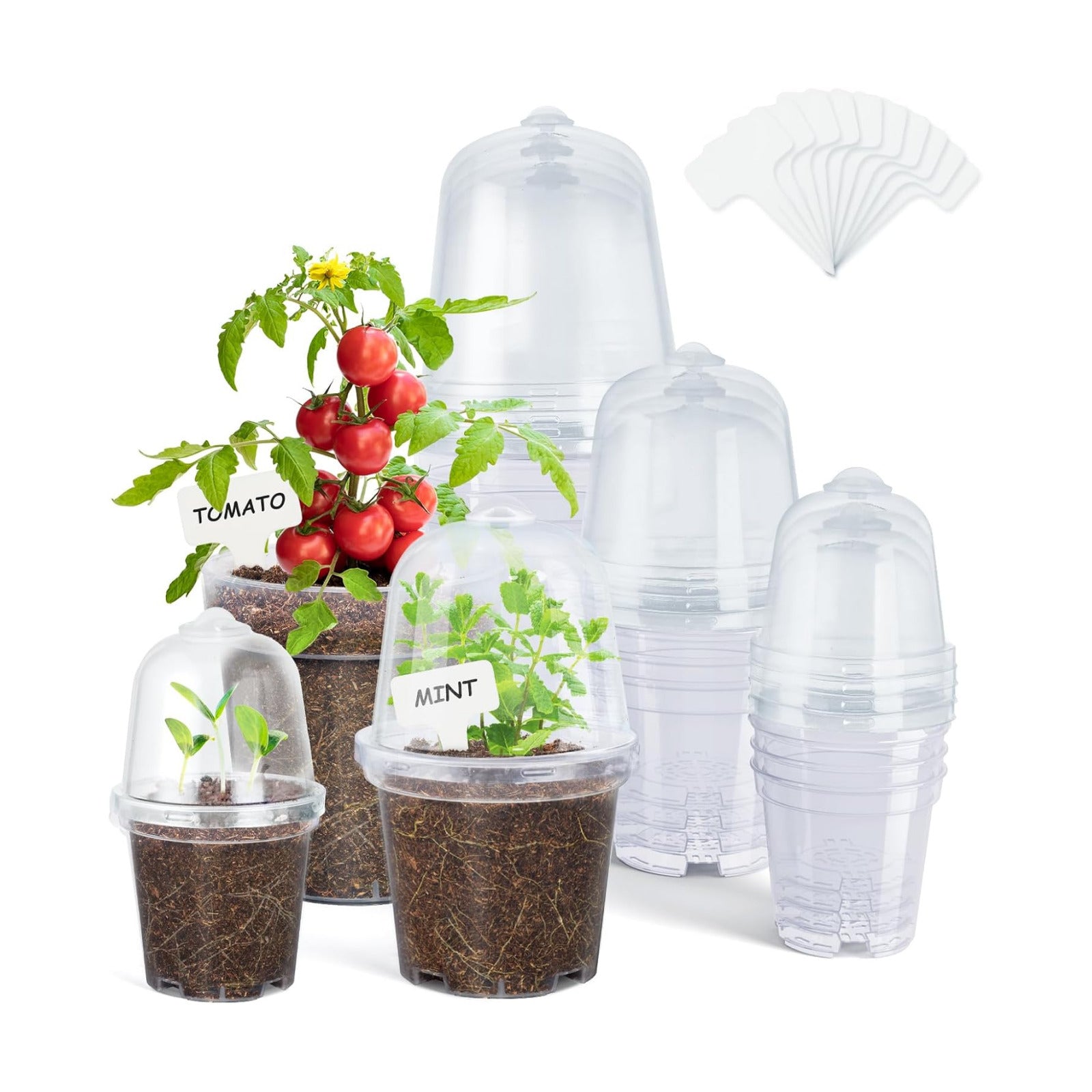 3/4/5 Inch Clear Nursery Pots with Domes for Propagation (15 Pcs) | Unique drainage holes and raised bases improve