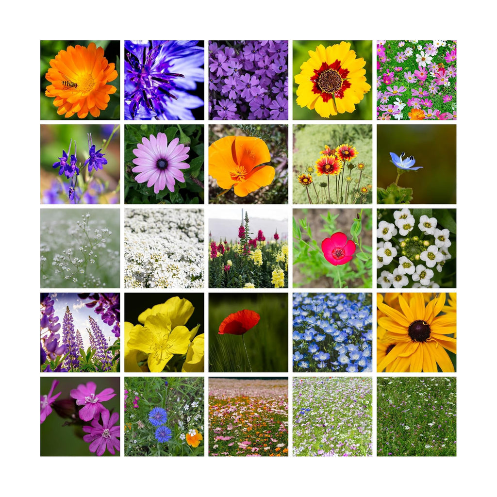 Mountain Valley Seed Co All Annual Wildflower Mix Seeds for Planting 4 Oz | ~4,000+ Seeds - Bulk Wildflower Seed - 21