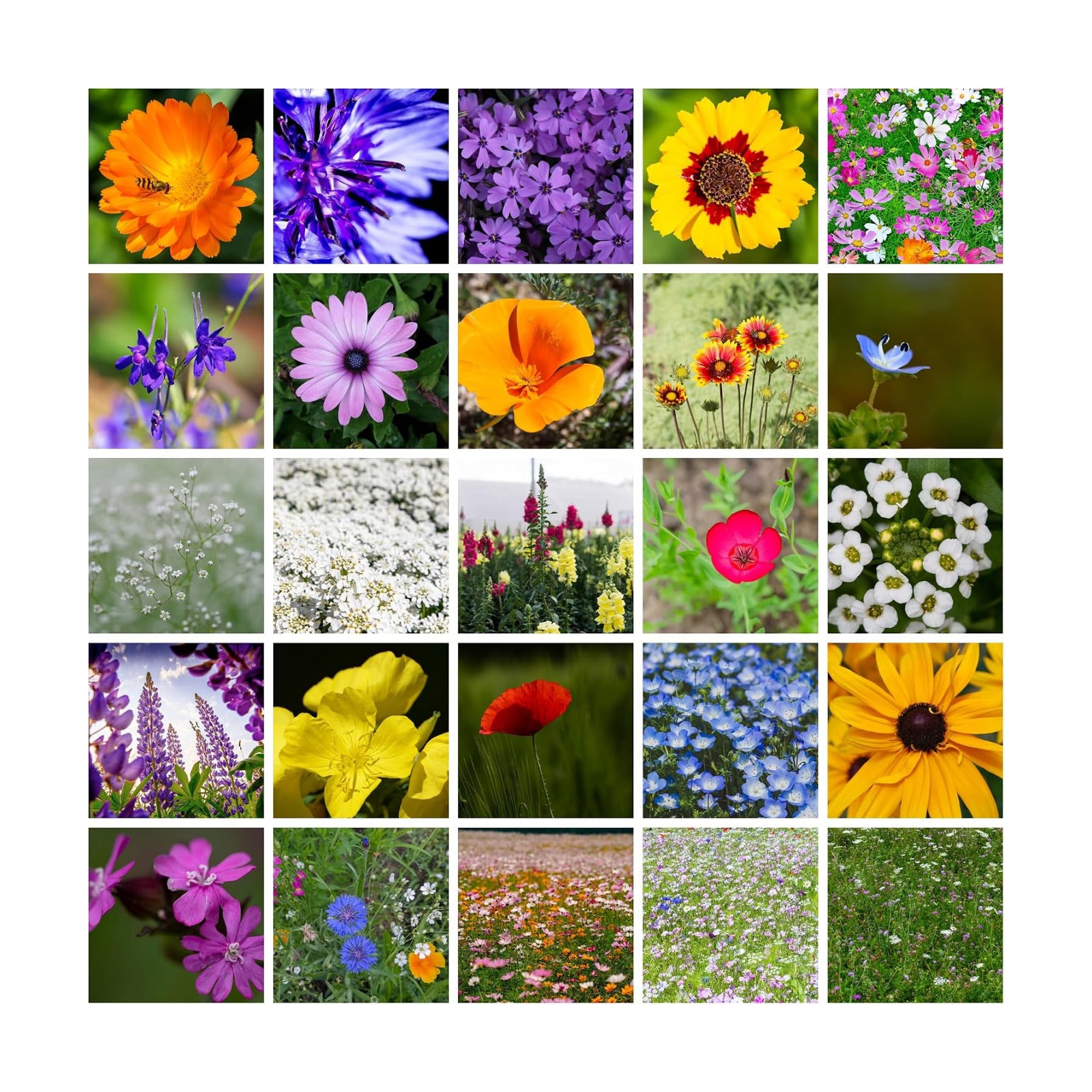 Mountain Valley Seed Co Wildflower Seeds - Meadow Wildflower Seed Mix 5 Lb | Annual & Perennial Wild flowers Seeds for