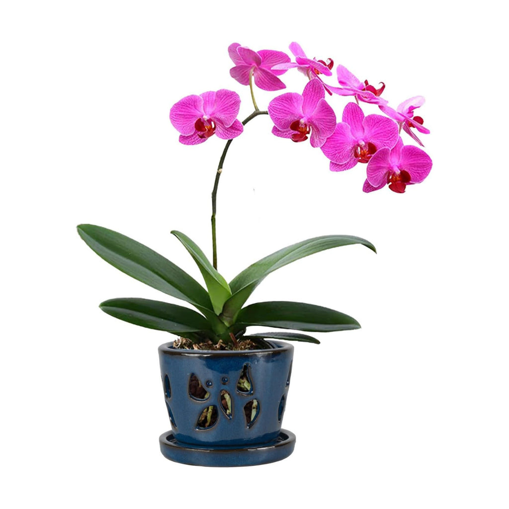 W&W Orchid Pot with Holes and Saucer for Repotting, Blue, 5 Inch
