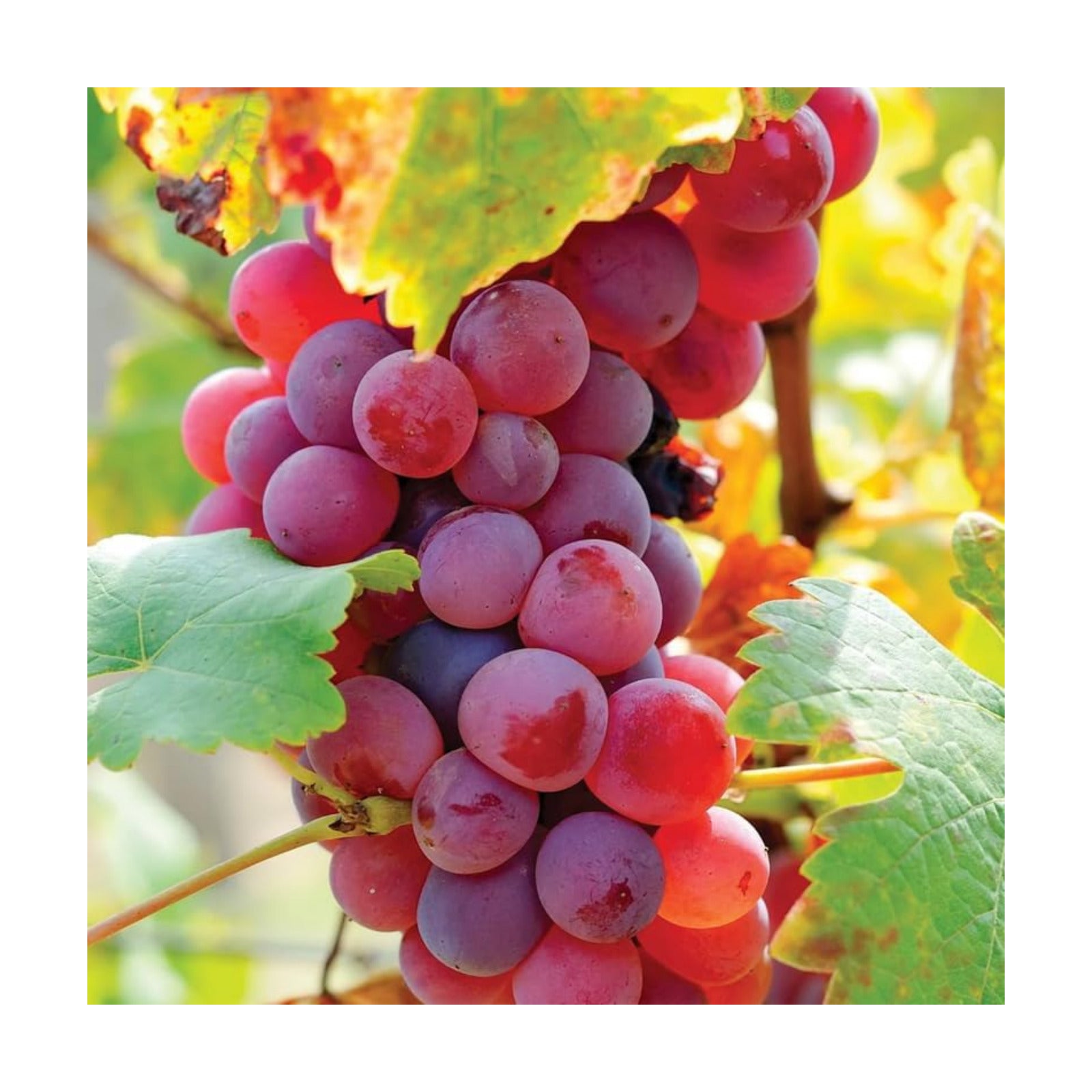 Red Grape Live Plant, Perennial Fruit Vine | 2 Year Old, Self Fruitful, Moderate Watering, Full Sun, Well-Drained Soil