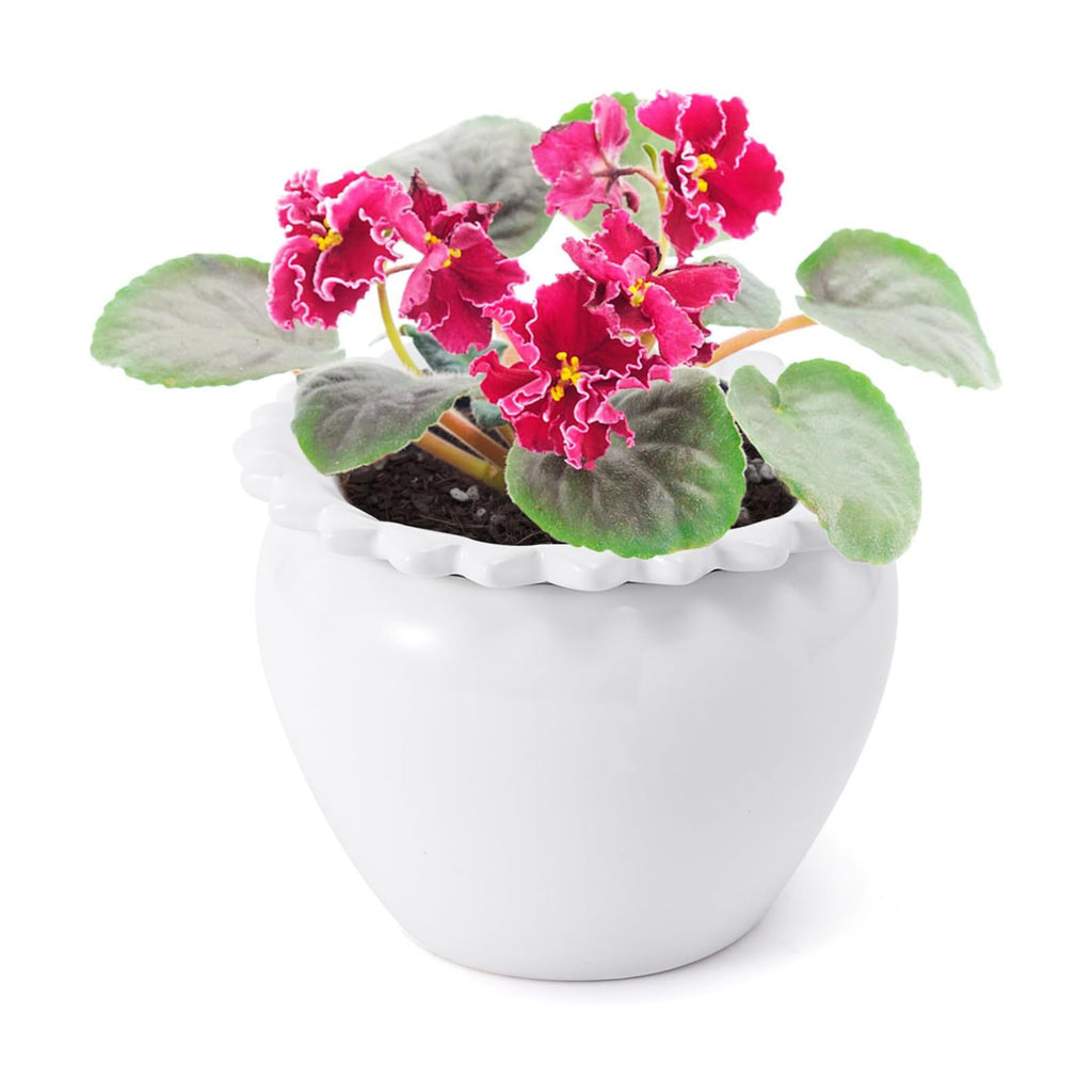 African Violet Flower Pot Ceramic Self Watering Flower Pot 6.5 * 4.6 * 4 inch Simple Plant Self Watering Pot Indoor