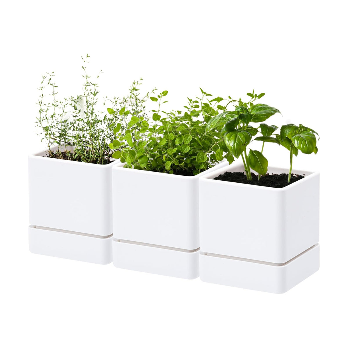 D'vine Dev 3-Pack Plastic Herb Planter Pots, 4 in, White, 76-Y-A3-1