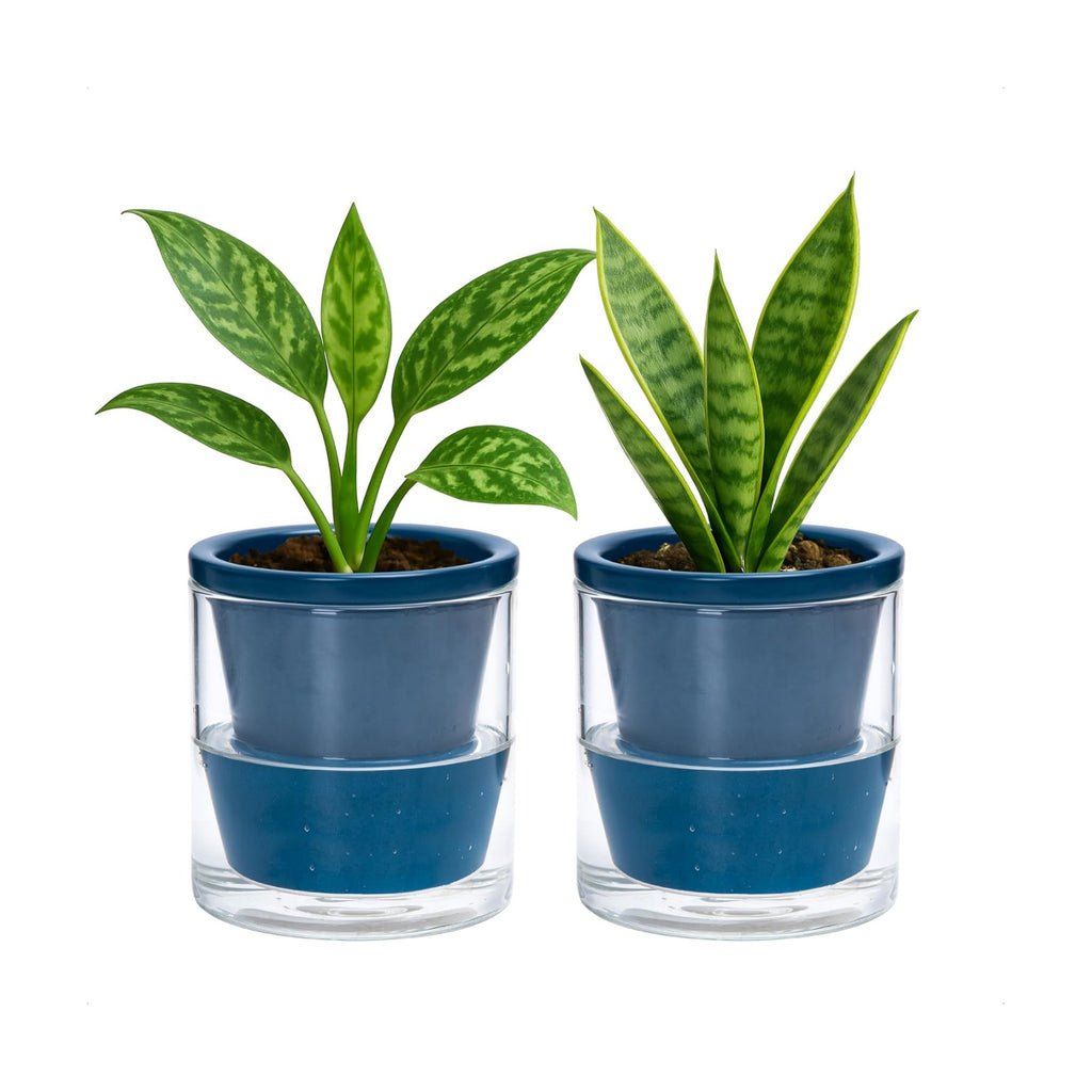 D'vine Dev Self-Watering Blue Terracotta Planter, 4 in, 2-Pack, 37-Y-A-4