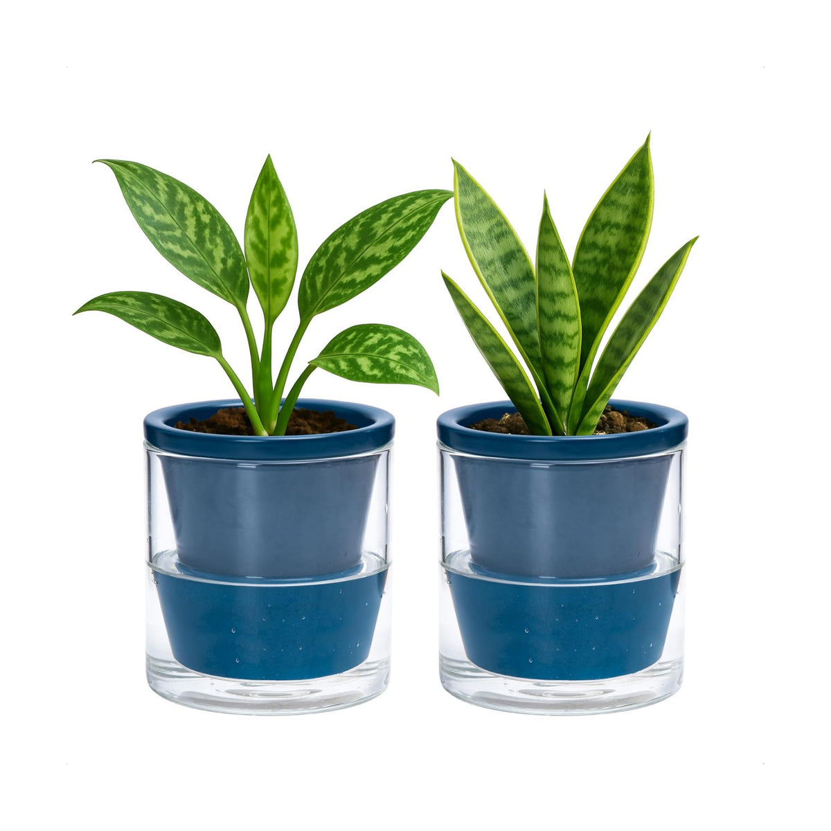 D'vine Dev Self-Watering Blue Terracotta Planter, 4 in, 2-Pack, 37-Y-A-4