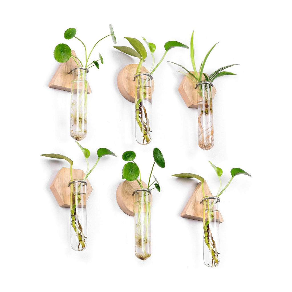 Wall Hanging Glass Planter Plant Propagation Station