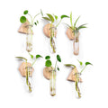 Wall Hanging Glass Planter Plant Propagation Station