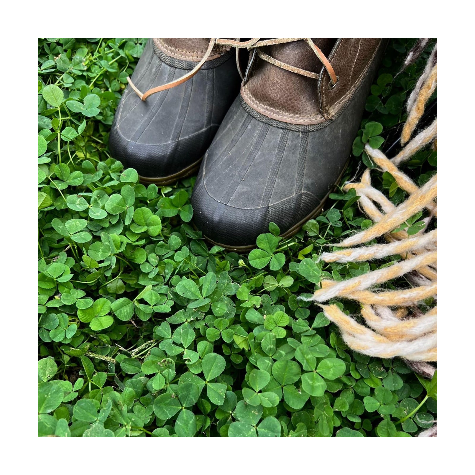 Mountain Valley Seed Co Micro Clover Seed for Lawn - 1 Lb - 400,000 | Microclover Seeds for Planting - Drought-Tolerant