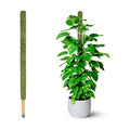 59" Large Green Mesh Moss Pole Monstera Plant Support, (1pc., 59'') | Rigid Stakes for Indoor Plants with Real Forest