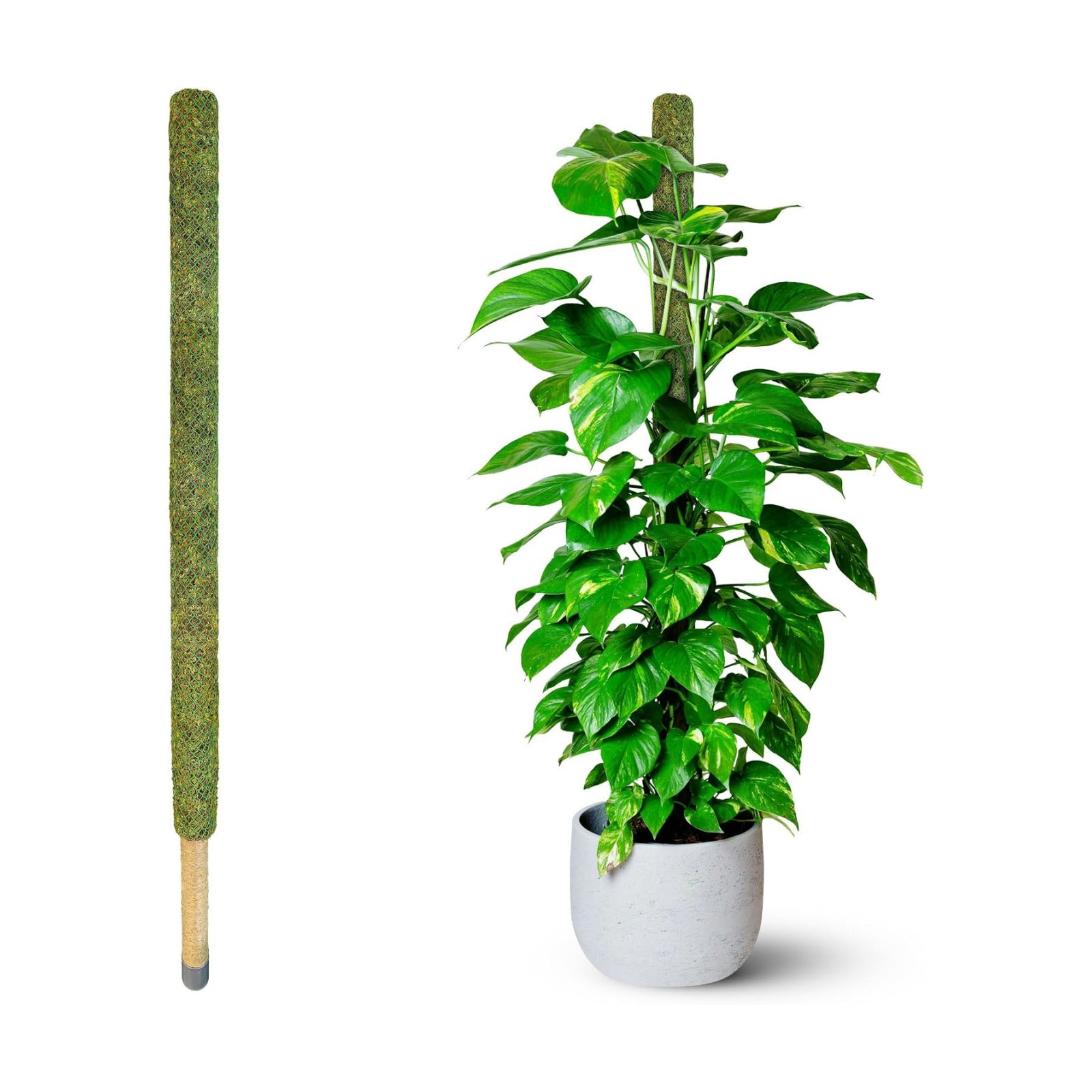 59" Large Green Mesh Moss Pole Monstera Plant Support, (1pc., 59'') | Rigid Stakes for Indoor Plants with Real Forest