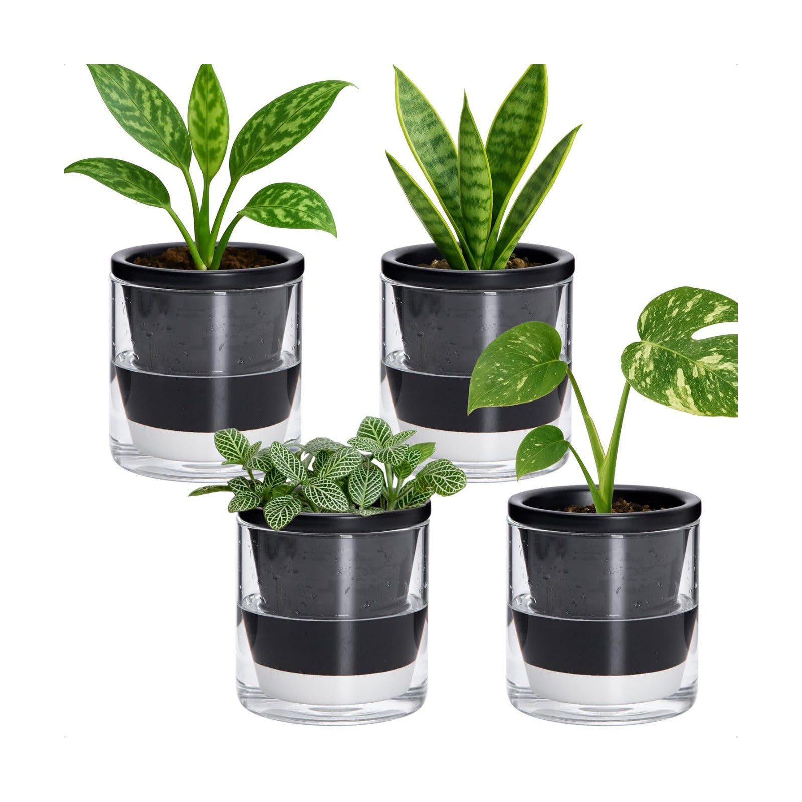 D'vine Dev Self-Watering Black Terracotta Planter, 4 in, 4-Pack, 37-Z-A-3-F | Terracotta & Glass Design, Clear Water