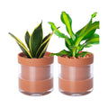 Phoenix Vine 6 Inch Self Watering Planter Pot, Terracotta Clay Pot with Glass Reservoir for Indoor Plants, Herbs