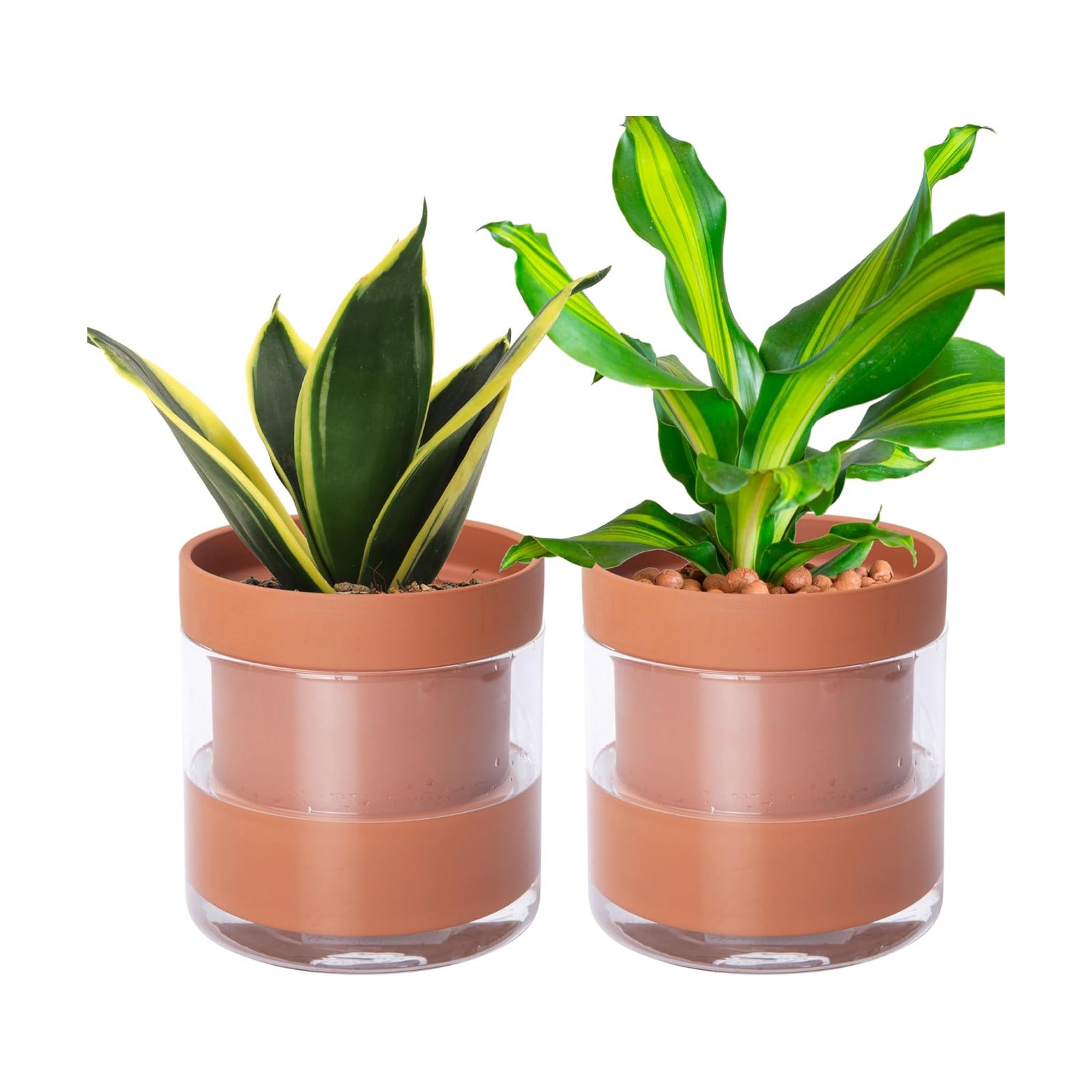 Phoenix Vine 6 Inch Self Watering Planter Pot, Terracotta Clay Pot with Glass Reservoir for Indoor Plants, Herbs