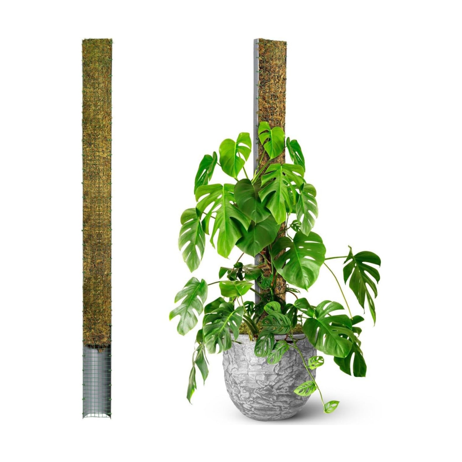 59" Large D-Shape Moss Pole for Big Climbing Plants, (1pc, 59'') | Rigid Support for Mature Plants with Heavy Stems