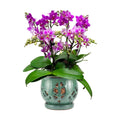 W&W Orchid Pot with Holes and Saucer for Repotting, Green, 6.5"