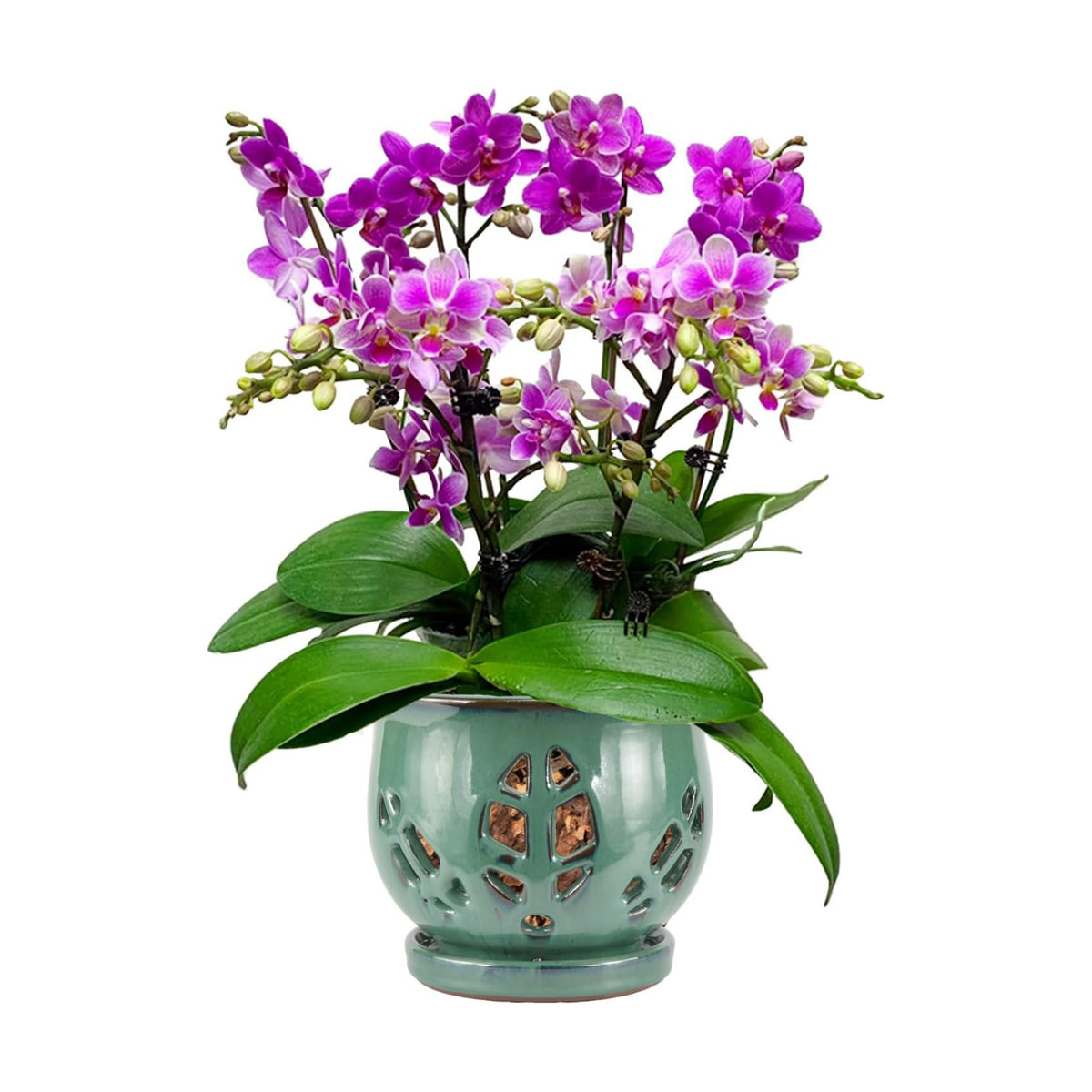 W&W Orchid Pot with Holes and Saucer for Repotting, Green, 6.5"