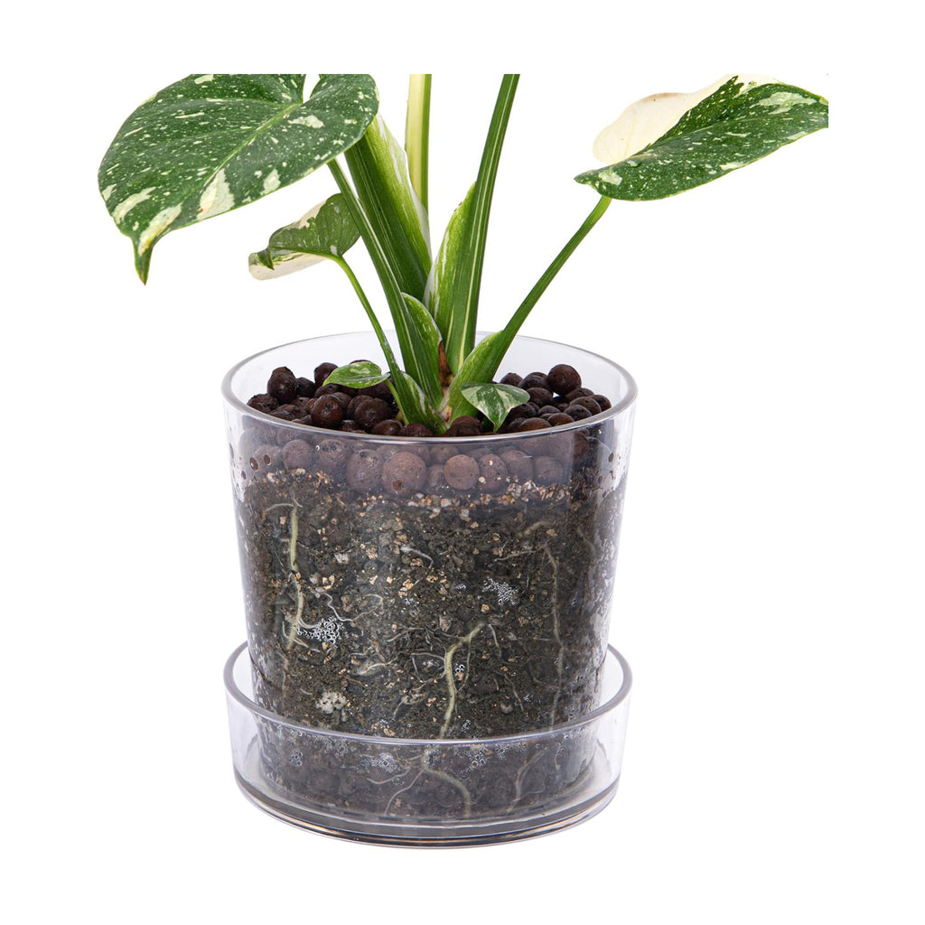 Phoenix Vine 6.5 Inch Clear Acrylic Planter Pot with Tray, Orchid Pot with Drainage Holes, Deep Saucer for Bottom
