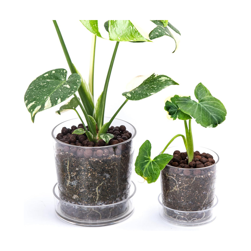 Phoenix Vine 4.5 Inch 6.5 Inch Clear Acrylic Houseplants Planter Pot with Tray, Orchid Pot with Drainage Holes, Deep