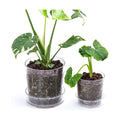 Phoenix Vine 4.5 Inch 6.5 Inch Clear Acrylic Houseplants Planter Pot with Tray, Orchid Pot with Drainage Holes, Deep