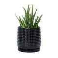 D'vine Dev Beaded Ceramic Pot with Saucer, 6 in, Glossy Black, 27-C-X-2
