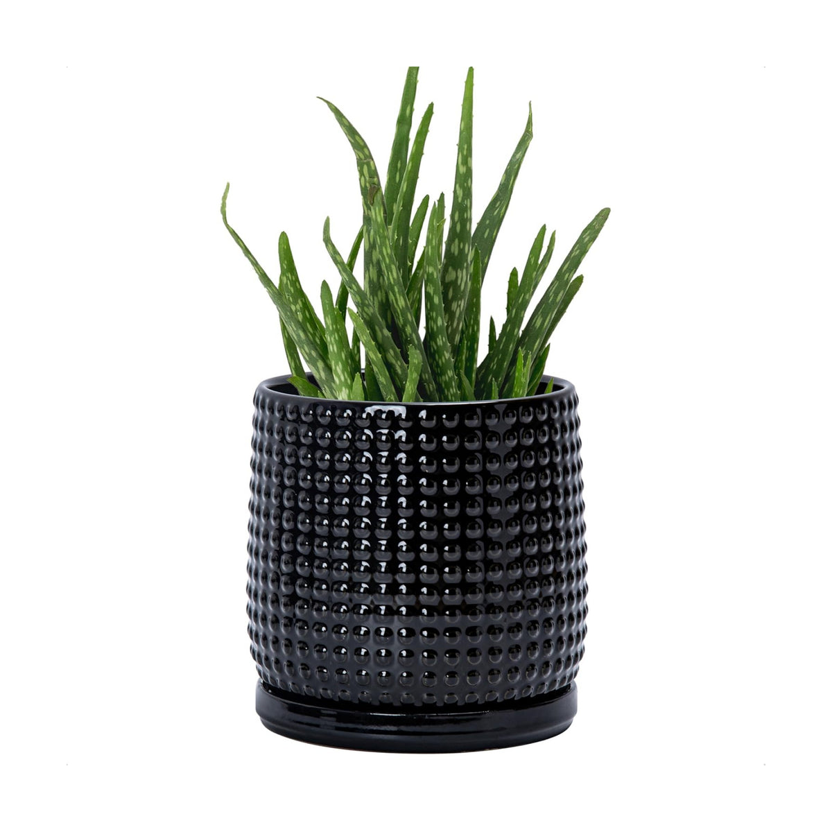 D'vine Dev Beaded Ceramic Pot with Saucer, 6 in, Glossy Black, 27-C-X-2