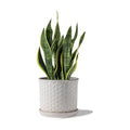 8 Inch Ceramic Plant Pot with Drainage Hole & Separate Saucer | Indoor/Outdoor Planter with Tray - Honeycomb Embosse