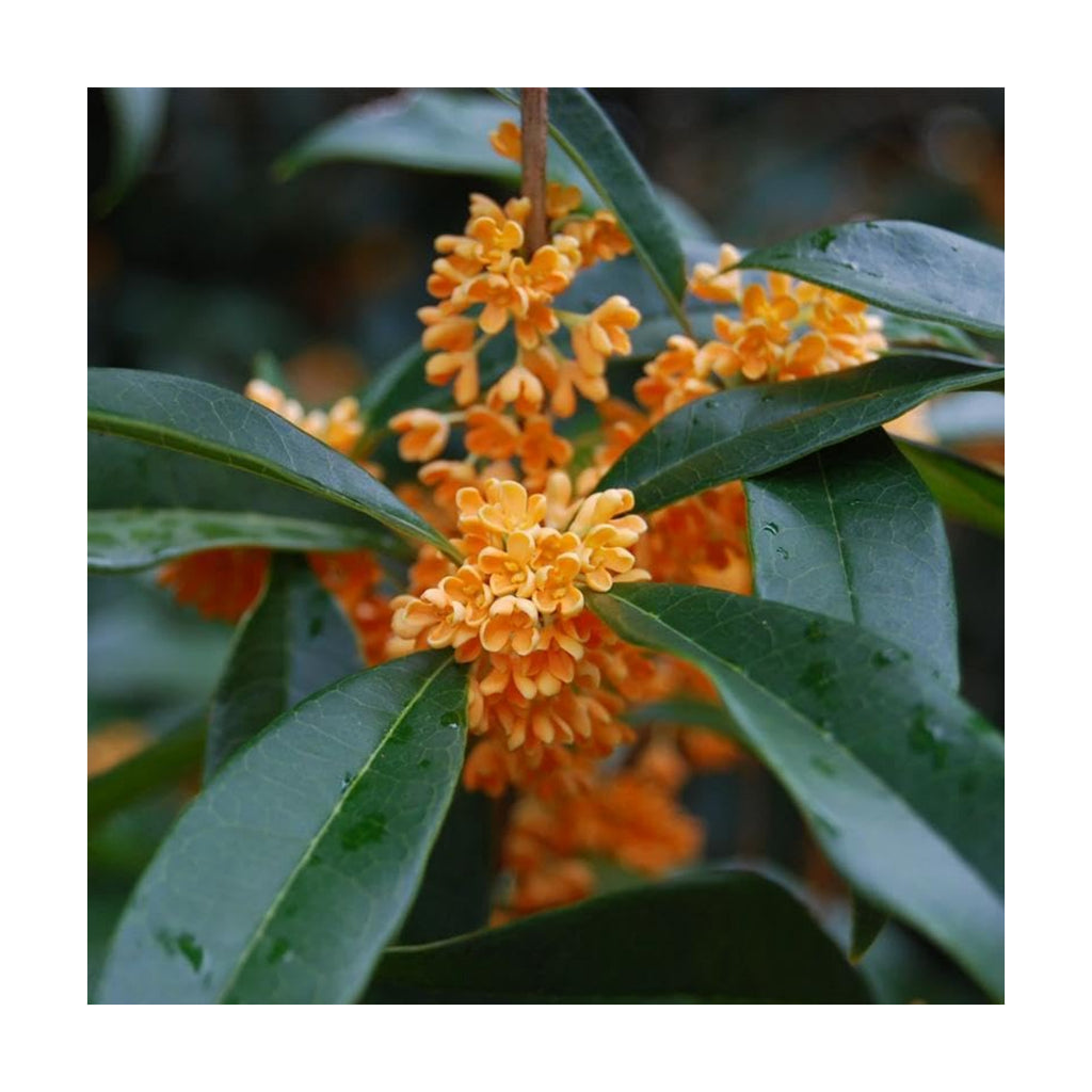 Osmanthus fragrans (Sweet Olive) Shrub Seeds, Highly Fragrant Creamy White or Yellow Color Tubular Flowers Bloom in