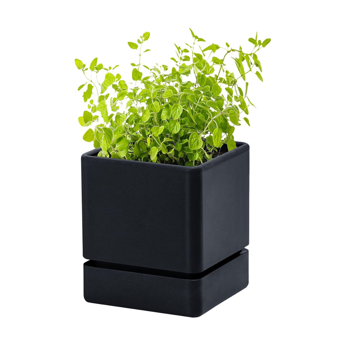 D'vine Dev Plastic Herb Planter Pot, 4 in, Black, 76-Y-B1-1