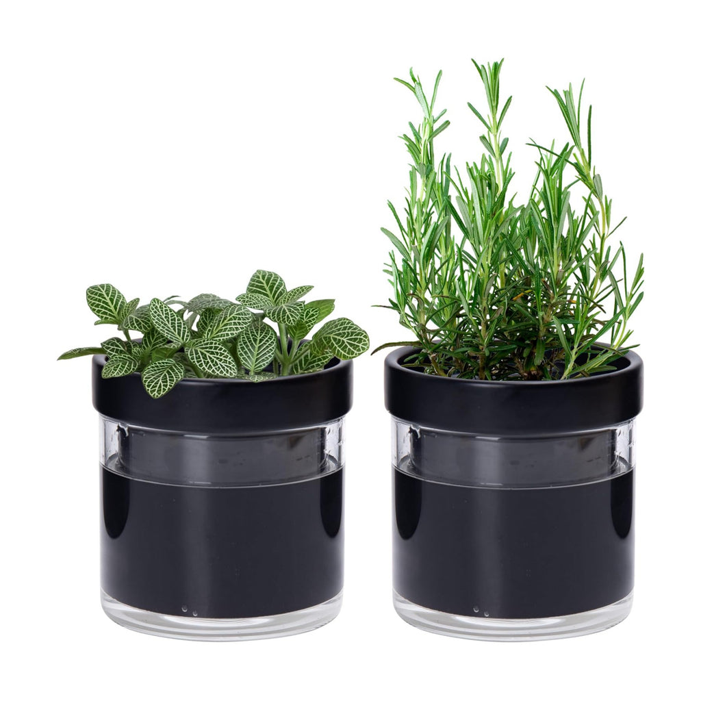 Phoenix Vine 4 Inch Self Watering Planter Pot, Black Terracotta Clay Pot with Glass Reservoir for Indoor Plants, Herbs