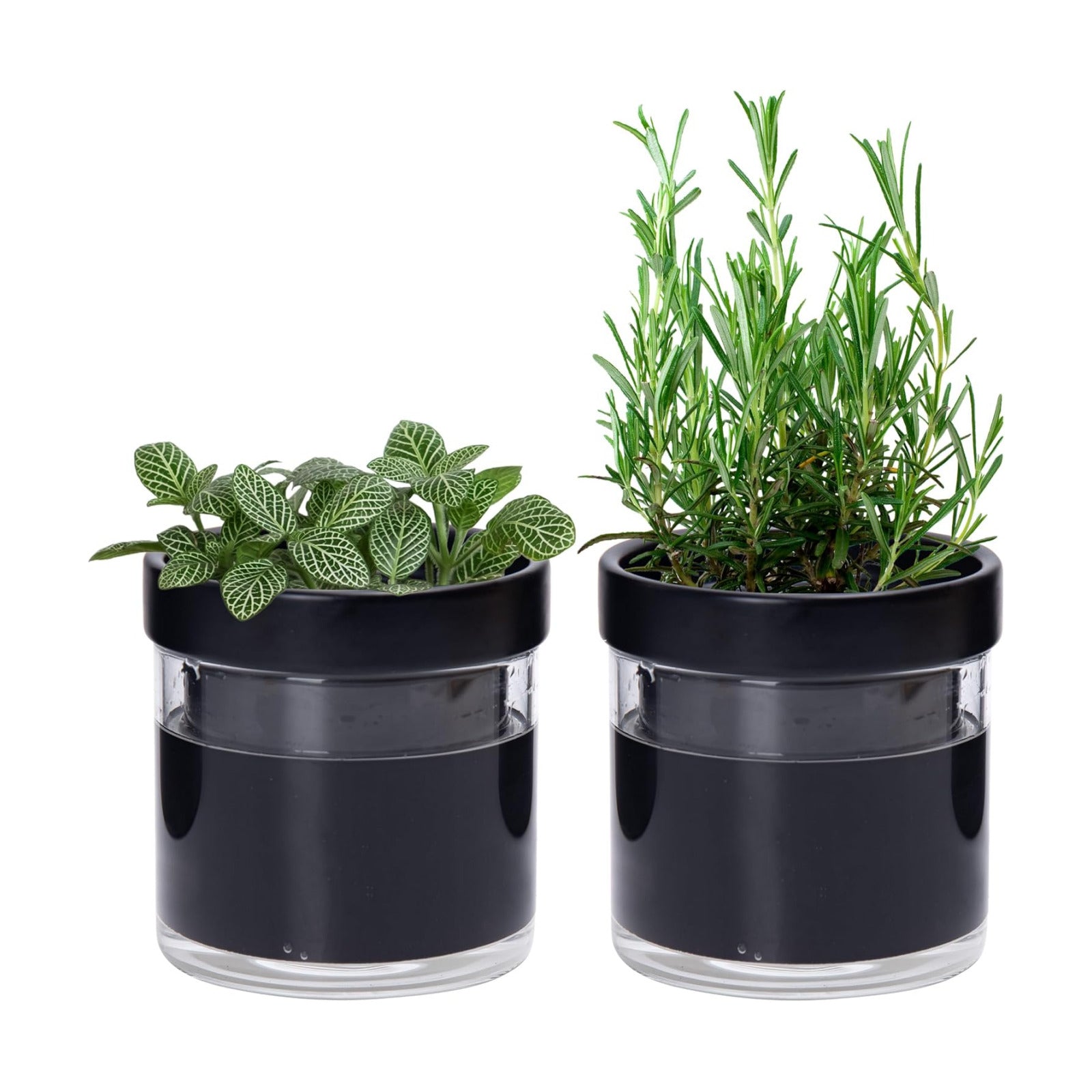 Phoenix Vine 4 Inch Self Watering Planter Pot, Black Terracotta Clay Pot with Glass Reservoir for Indoor Plants, Herbs