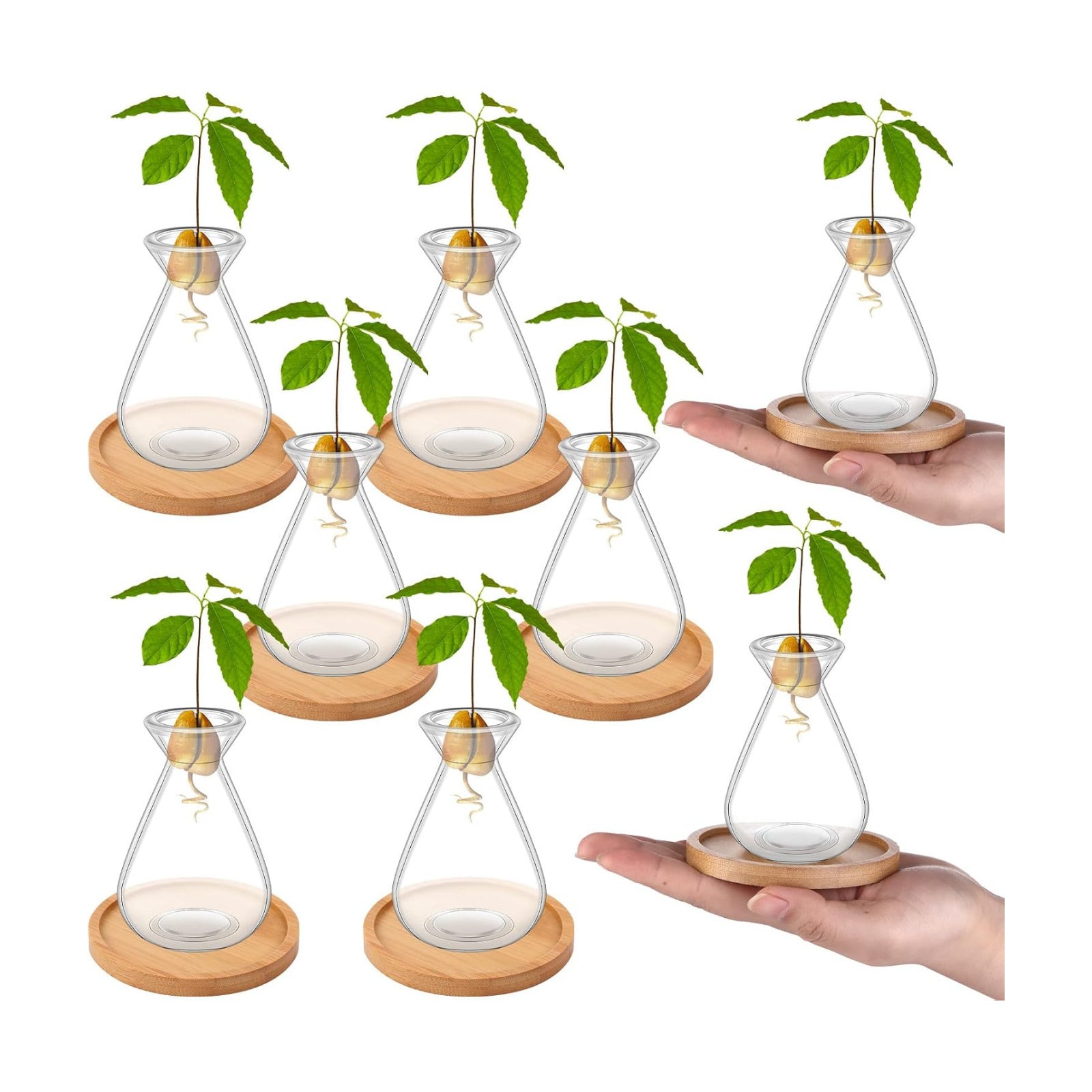 6Pcs Small Avocado Seed Starter Vase with Bamboo Base Avocado Tree Growing Vase Kit Avocado Seed Sprout Starter Vase