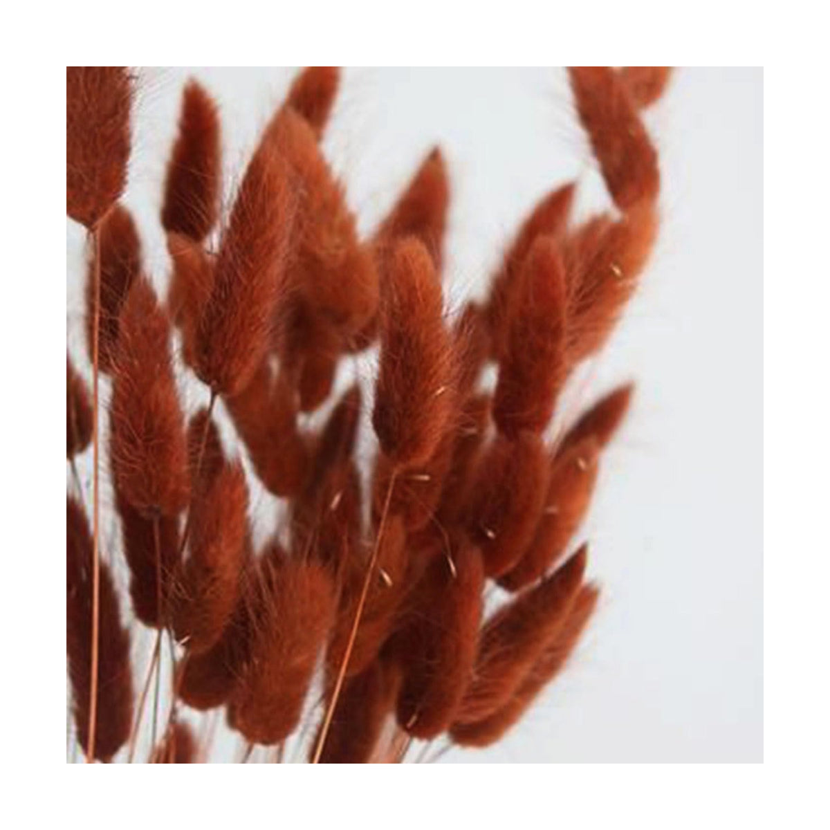 Bunny Tails Dried Flowers Boho Decor Pampass Grass 100pcs Floral Stems Decoration Plants 17 Inch (Burnt Orange)