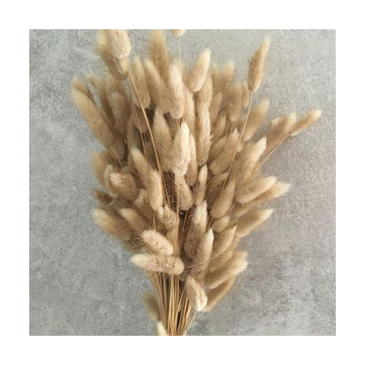 Bunny Tails Dried Flowers Boho Decor Pampass Grass 100pcs Floral Stems Decoration Plants 17 Inch (Natural)