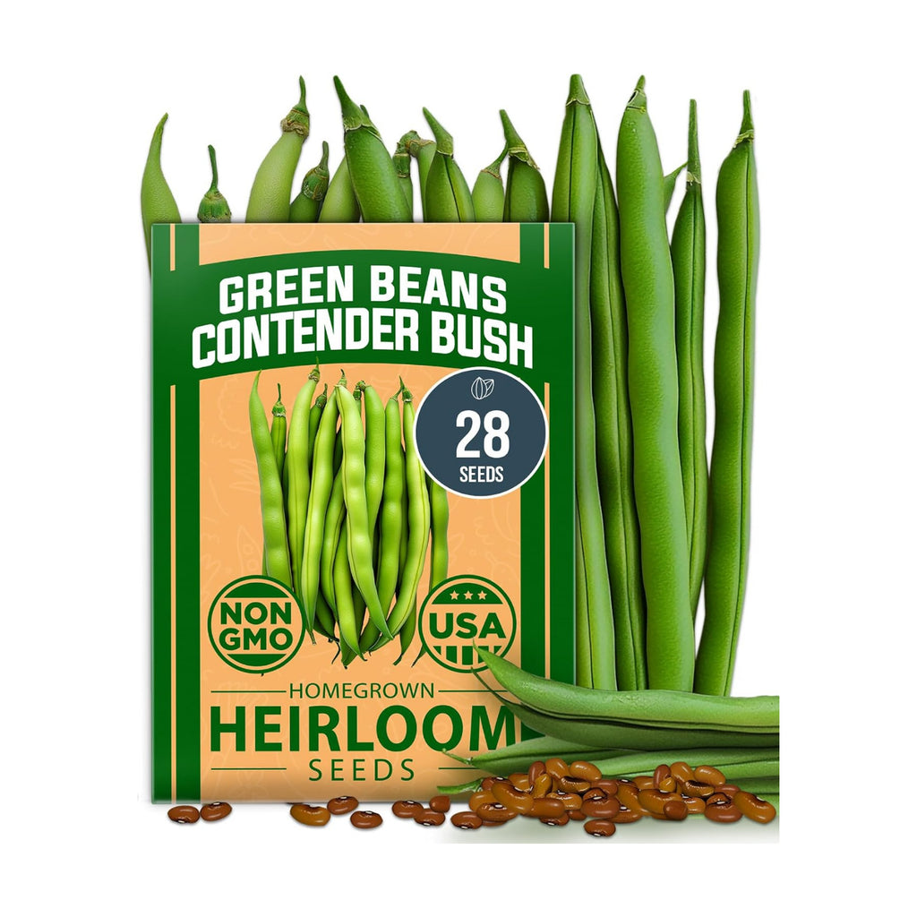 HOME GROWN Contender Bush Bean Seeds, 28+ Seeds, Phaseolus vulgaris