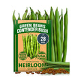 HOME GROWN Contender Bush Bean Seeds, 28+ Seeds, Phaseolus vulgaris