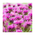 Clovers Garden Bee Balm Balmy Lilac (Monarda) Plants – Two (2) Live Plants – Non-GMO - Not Seeds - Each 4" to 8" Tall –