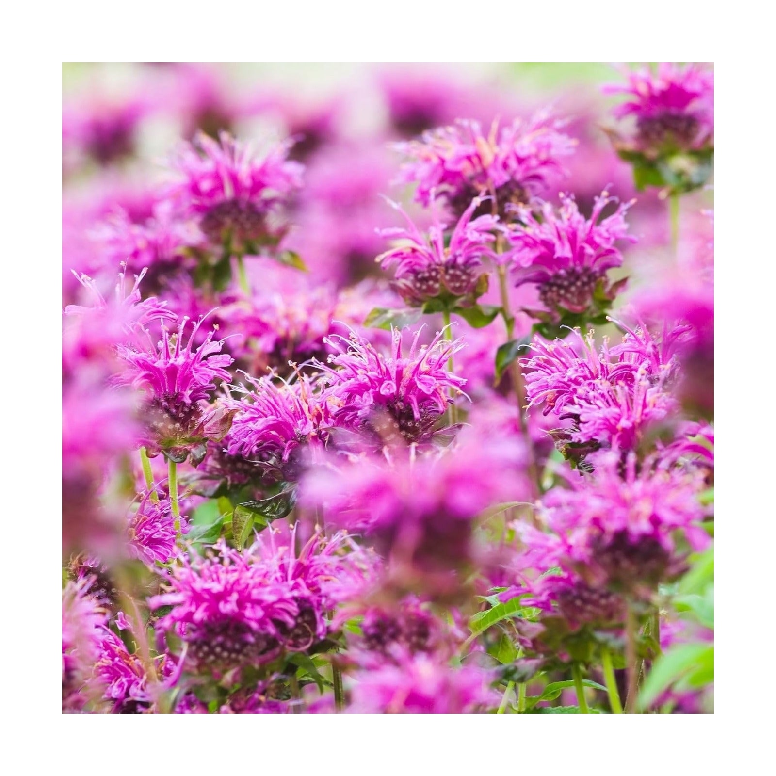 Clovers Garden Bee Balm Balmy Lilac (Monarda) Plants – Two (2) Live Plants – Non-GMO - Not Seeds - Each 4" to 8" Tall –