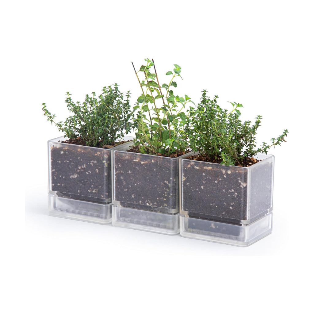 D'vine Dev 3-Pack Acrylic Herb Planter Pots, 4 in, Clear, 76-Y-D-1