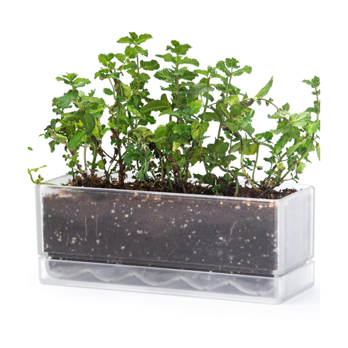 D'vine Dev Rectangular Planter, 12 x 4.5 in, Clear, Set of 1, 76-X-D-1