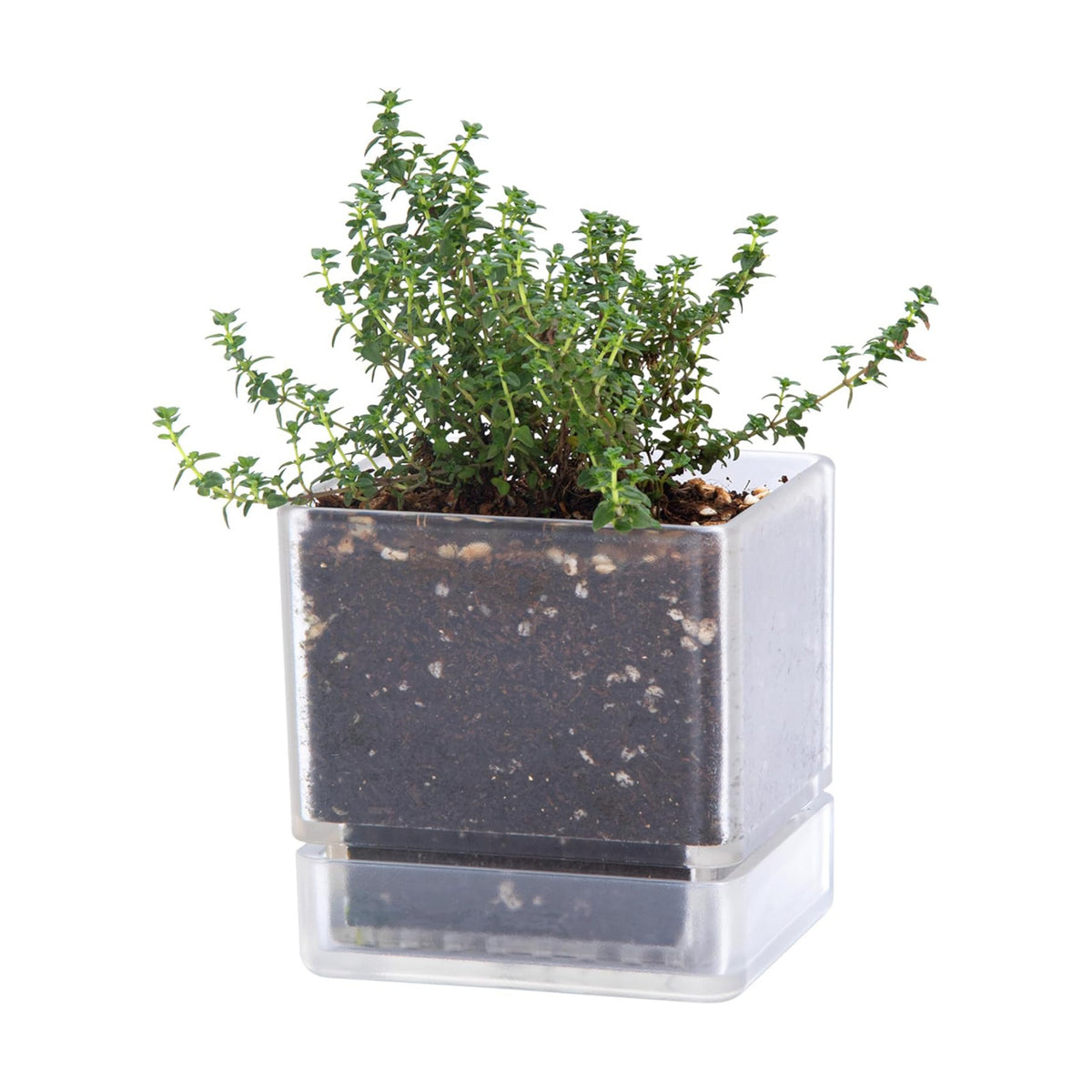 D'vine Dev Acrylic Herb Planter Pot, 4 in, Clear, 76-Y-D-1