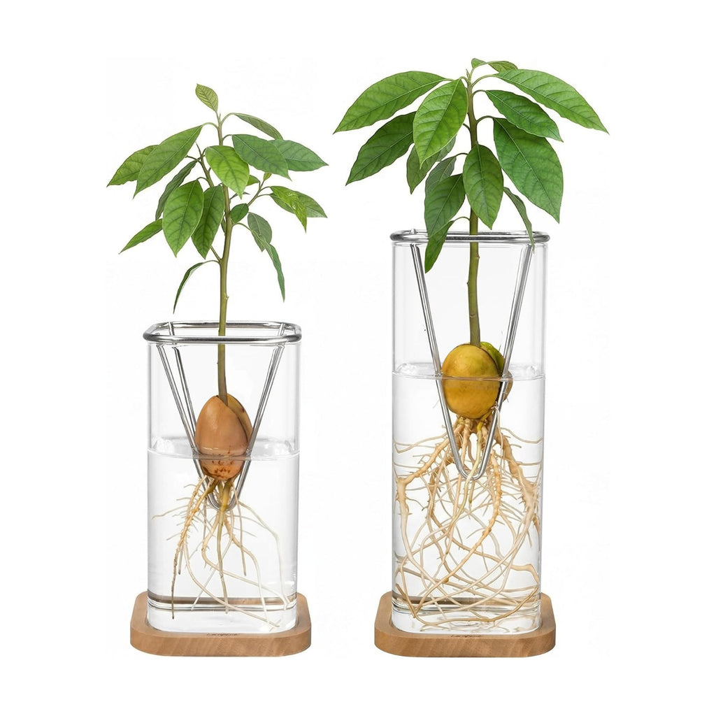 Avocado Seed Growing Kit, Set of 2 Glass Vases with Stainless Steel Holder & Wood Base, Avocado Growing Vase Hydroponic