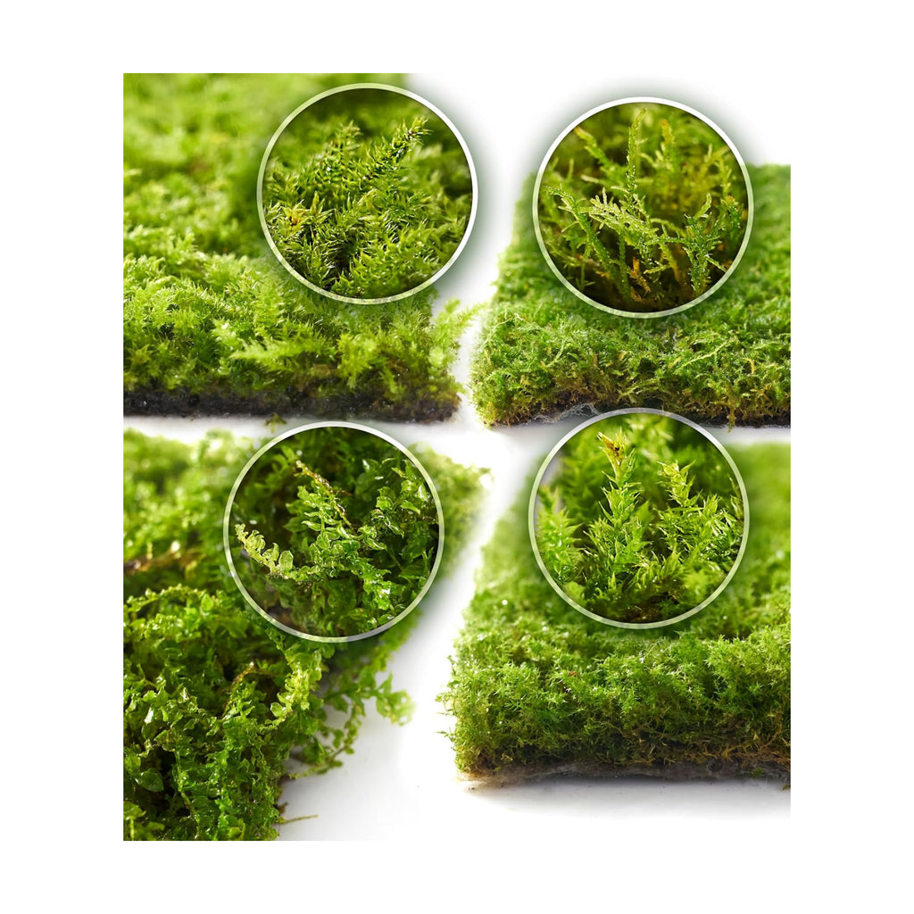 Live Moss 4-Pack for Terrariums,Potted Plants & Floral Decor | Random Varieties, Easy to Revive, Dye-Free, Mixed Green