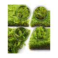 Live Moss 4-Pack for Terrariums,Potted Plants & Floral Decor | Random Varieties, Easy to Revive, Dye-Free, Mixed Green