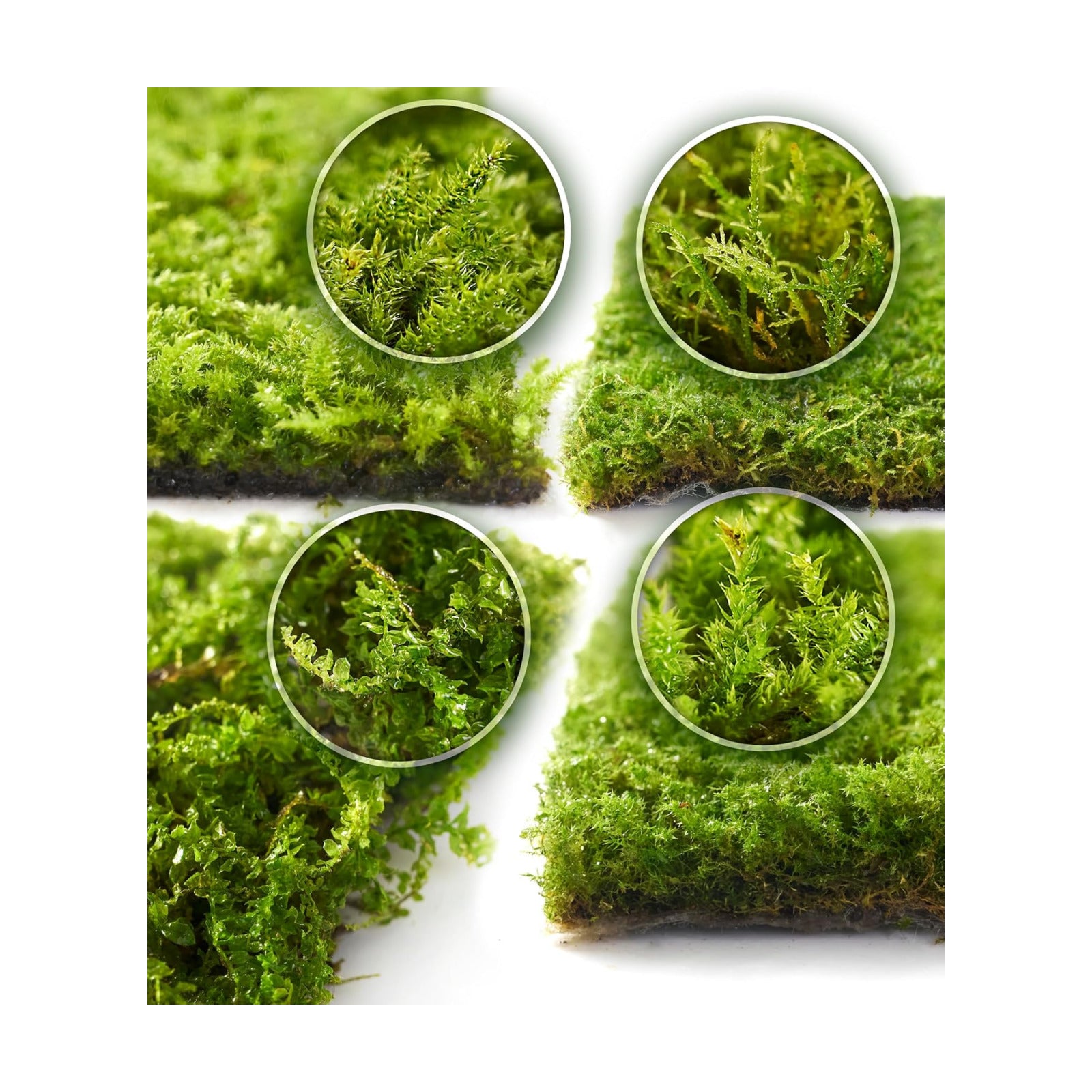 Live Moss 4-Pack for Terrariums,Potted Plants & Floral Decor | Random Varieties, Easy to Revive, Dye-Free, Mixed Green